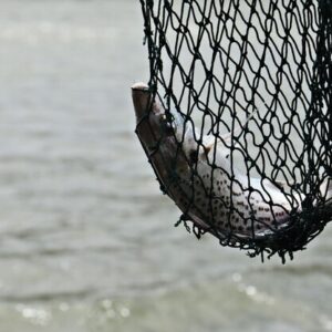 fish shunted by fisherman s net middle sea 181624 19604