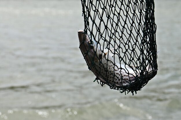 fish shunted by fisherman s net middle sea 181624 19604